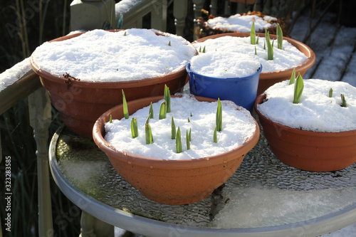 Green Shoots in The Snow