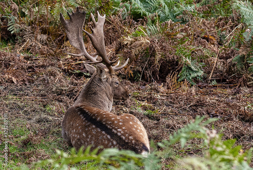 Fallow Deer resting in  the forest photo