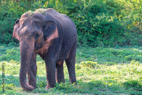 Juvenile male aisian elephant walking in a nature reserve photo