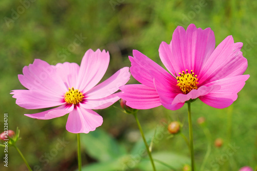 Natural Flowers scene of blooming of pink Sulfur Cosmos with blurred green background