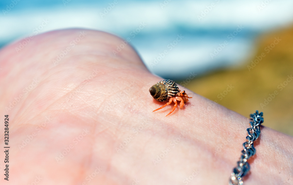 a small crab sits on your hand