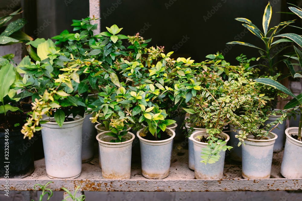 Green plants in white pots at shelve at the market Green plants in white pots at shelve at the market