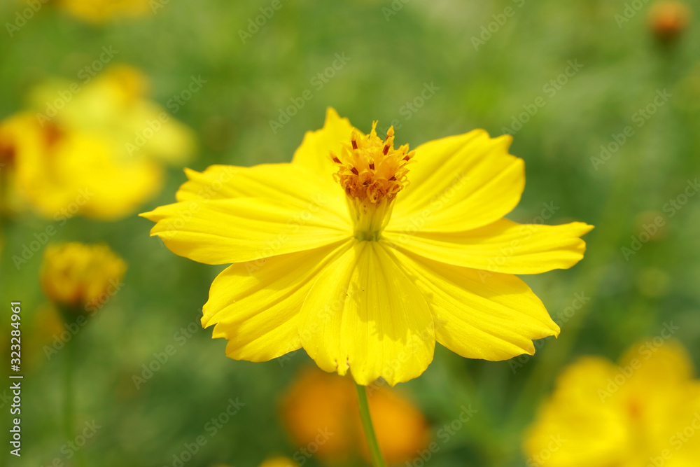 Flowers scene of fresh bloom of yellow Sulfur Cosmos with blurred background - yellow nature garden concept - Floral backdrop and beautiful detail Flowers scene of fresh bloom of yellow Sulfur Cosmos with blurred background - yellow nature garden concept - Floral backdrop and beautiful detail