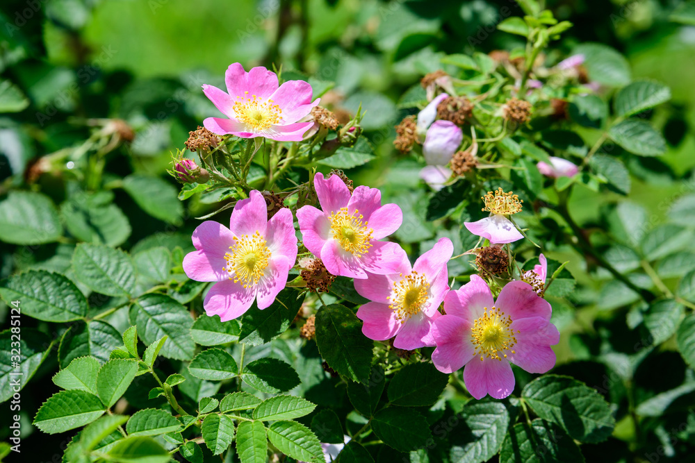 Close up of many delicate pink Rosa Canina flowers in full bloom in a spring garden, in direct sunlight, with blurred green leaves, beautiful outdoor floral background photographed with soft focus