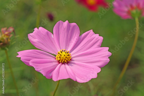 Natural Flowers scene of fresh blooming of pink Sulfur Cosmos with blurred background - Pink nature garden Floral backdrop and beautiful detail concept                        
