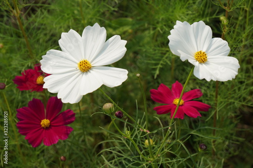 Nature flowers scene of blooming of white and pink Sulfur Cosmos in the garden - Floral backdrop and beautiful detail