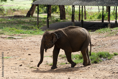 Photography Young elephant at the Udewalawe, Elephant transit home