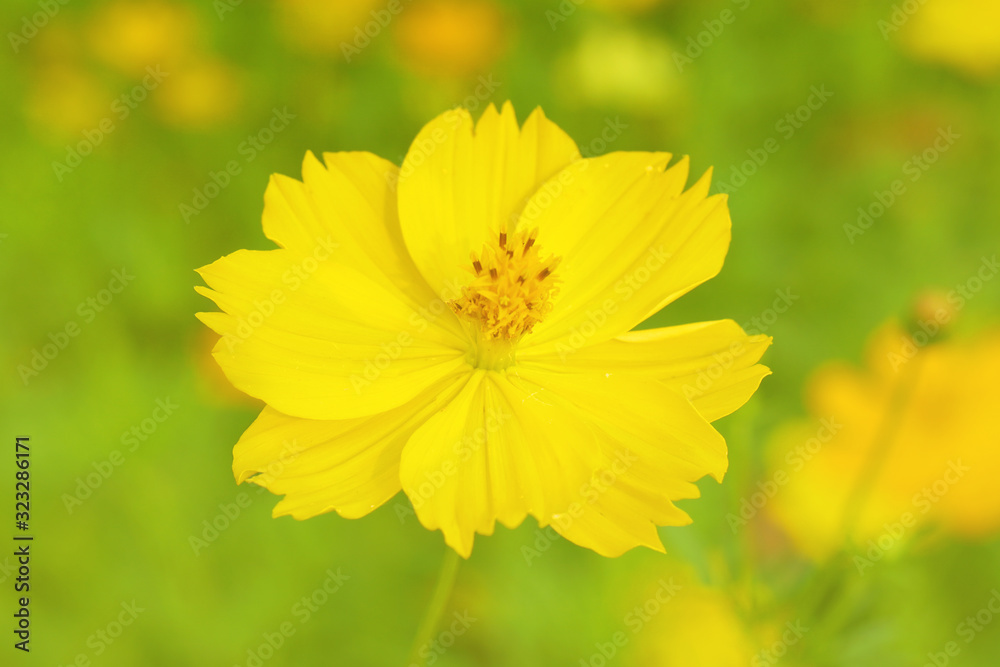 Flowers scene of fresh bloom of yellow Sulfur Cosmos with blurred background - yellow nature garden concept - Floral backdrop and beautiful detail Flowers scene of fresh bloom of yellow Sulfur Cosmos with blurred background - yellow nature garden concept - Floral backdrop and beautiful detail