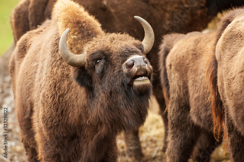 Wisent beim Flämen