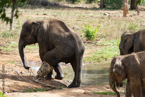 Canvas Print young elephant wears a protective boot while recovering after being caught in a