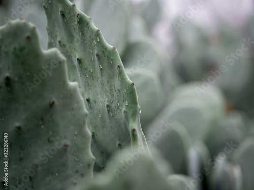 Cactus in the Rain