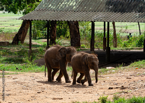 Young elephants arrive for feeding time