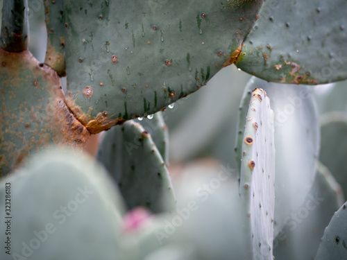 Cactus in the rain