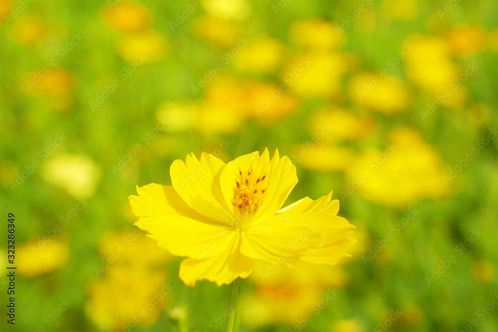 Flowers scene of fresh bloom of yellow Sulfur Cosmos with blurred background - yellow nature garden concept - Floral backdrop and beautiful detail Flowers scene of fresh bloom of yellow Sulfur Cosmos with blurred background - yellow nature garden concept - Floral backdrop and beautiful detail