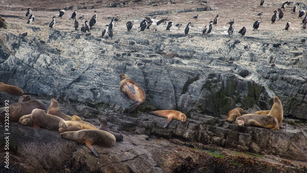 view of colony of mammals in Ushuaia