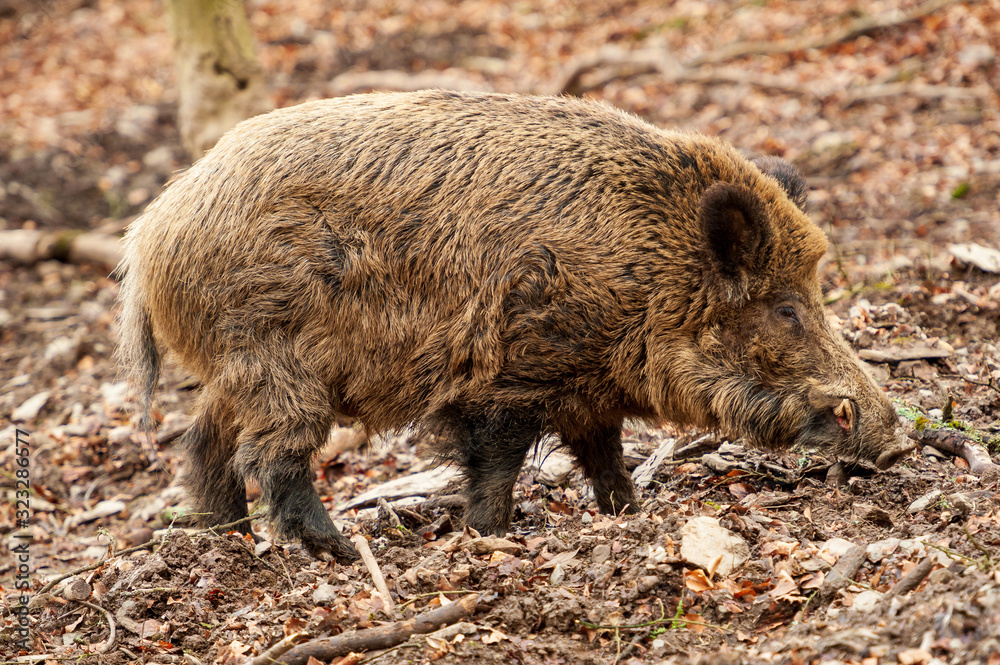 Seitenansicht eines ausgewachsenen Wildschweins Seitenansicht eines ausgewachsenen Wildschweins