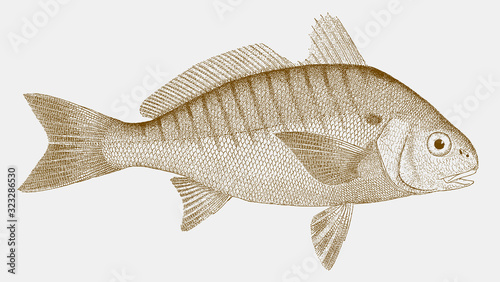 Norfolk spot leiostomus xanthurus, a fish from the atlantic ocean in side view