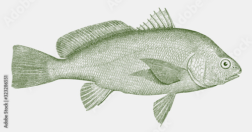 Freshwater drum aplodinotus grunniens, a fish endemic to america in side view photo