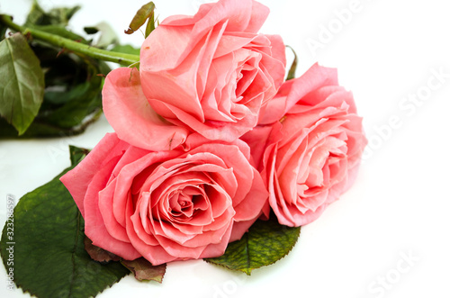 pink roses isolated on white background. Close-up.