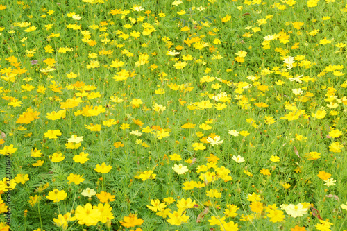 Natural scene of yellow Sulfur Cosmos flowers at cosmos field - background textures - Yellow Beautiful Garden Park Backdrop 