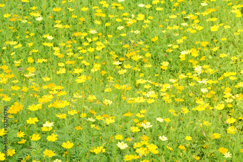 Natural scene of yellow Sulfur Cosmos flowers at cosmos field - background textures - Yellow Beautiful Garden Park Backdrop  