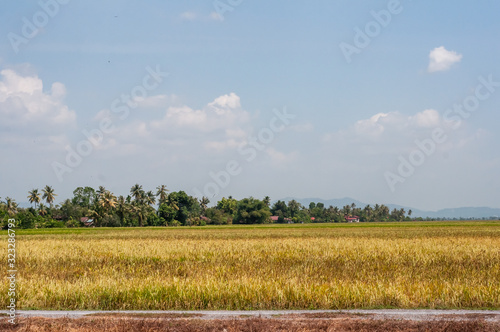 Scenery of yellowish green paddy field in Kedah, Malaysia photo