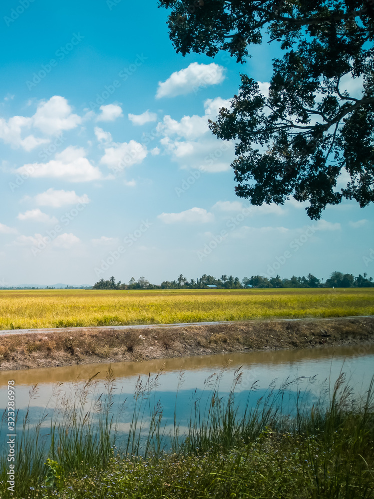 Scenery of yellowish green paddy field in Kedah, Malaysia Scenery of yellowish green paddy field in Kedah, Malaysia