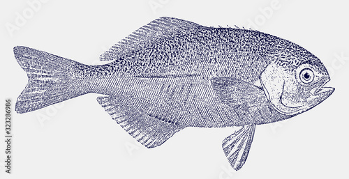Barrelfish, hyperoglyphe perciformis from the atlantic ocean in side view