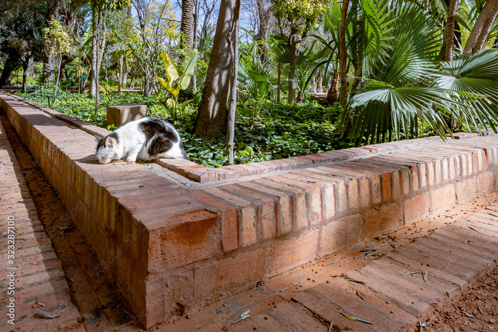 Fototapeta premium Marroko kot mur ogród