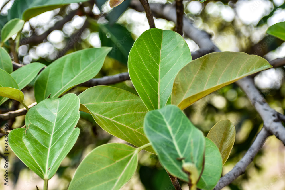 Indian Ficus tree (banyan tree) with leaf and branches ,blur green back ground and top view Indian Ficus tree (banyan tree) with leaf and branches ,blur green back ground and top view