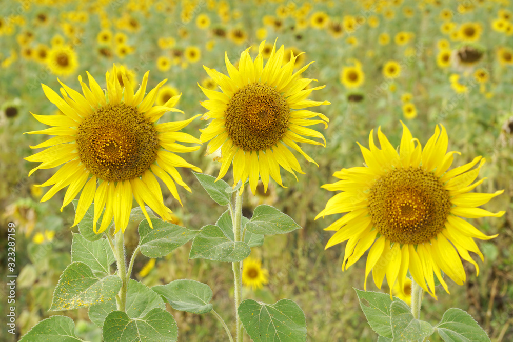 Fototapeta premium Sunflower is Big yellow flower in the field at Khao Jeen Lae Sunflower Feild Lopburi Thailand - Beautiful garden park and outdoor