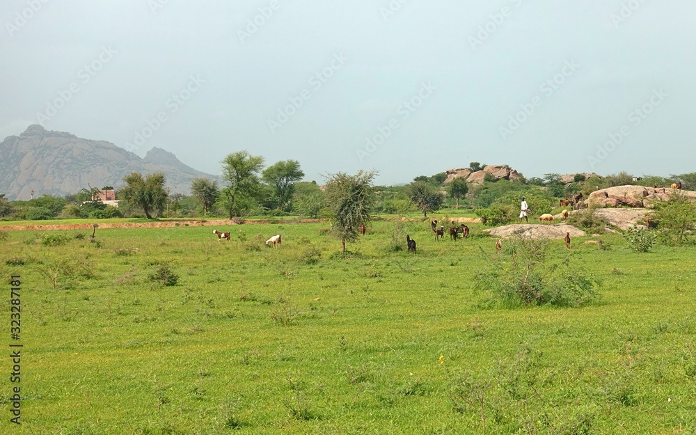 Jawai / India - 08.13.2019 : Goat Farmer around Jawai Dam Jawai / India - 08.13.2019 : Goat Farmer around Jawai Dam