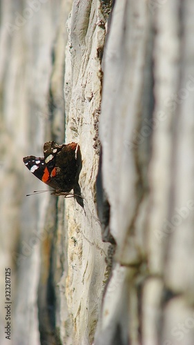 butterfly urticaria sitting on a stone wall