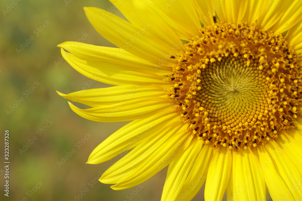 Macro Sunflower is Big yellow flower in the field at Khao Jeen Lae Sunflower Feild Lopburi Thailand - Yellow nature Floral backdrop and beautiful detail background concept Macro Sunflower is Big yellow flower in the field at Khao Jeen Lae Sunflower Feild Lopburi Thailand - Yellow nature Floral backdrop and beautiful detail background concept