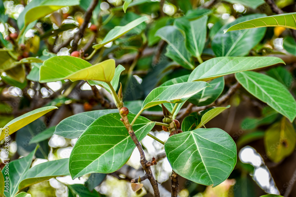 Indian Ficus tree (banyan tree) with leaf and branches ,blur green back ground and top view Indian Ficus tree (banyan tree) with leaf and branches ,blur green back ground and top view