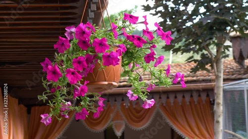 Wallpaper Mural Beautiful flowers in hanging pot on the patio. Petunia Torontodigital.ca