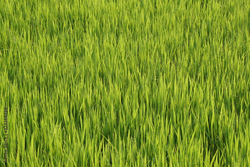 Closeup - Nature Green grass field texture background 