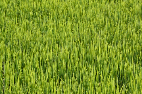 Closeup - Nature Green grass field texture background 