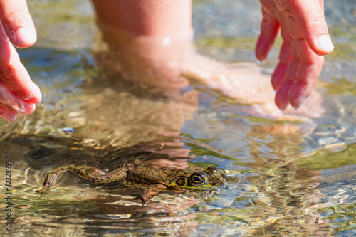 a young child wants to grab the frog, the green Frog is floating on the surface of the water. Sproat Lake Provincial Park, Vancouver Island, Canada photo