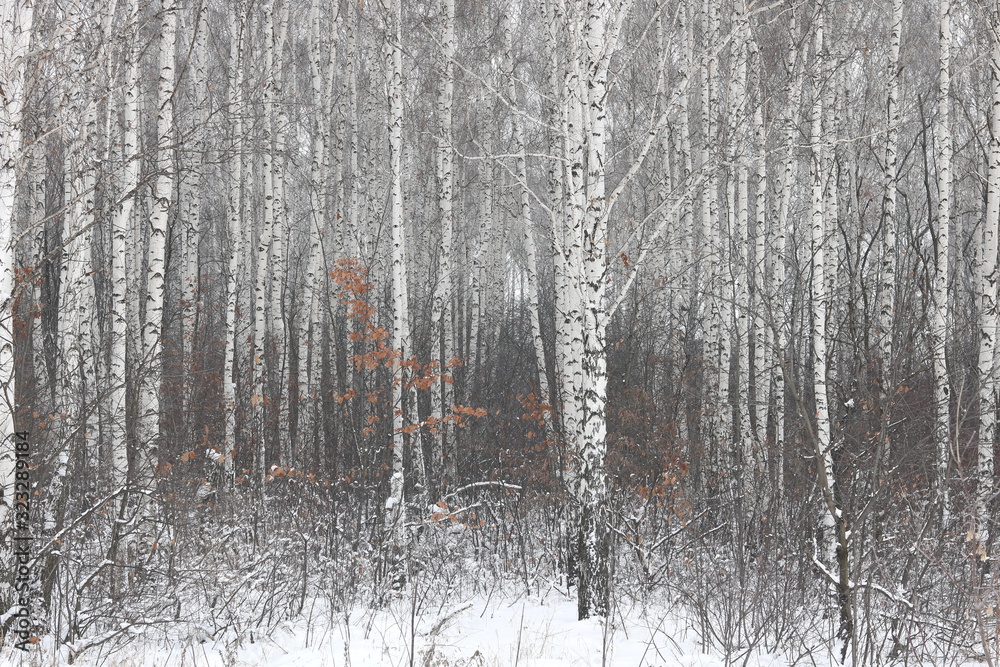 Fototapeta premium Black and white birch trees with birch bark in birch forest among other birches in winter in snow