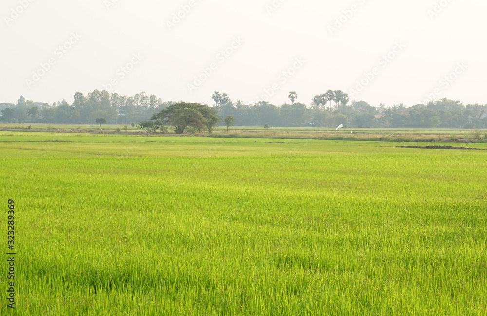 Nature Green grass o rice field texture background  - nature backdrops in meadow