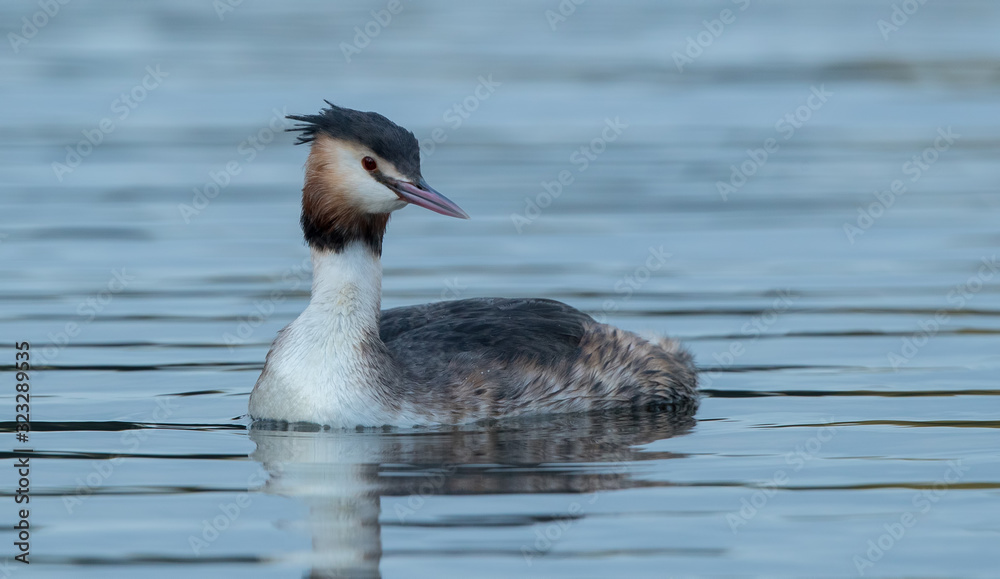 Fototapeta premium Great Crested Grebe Swimming