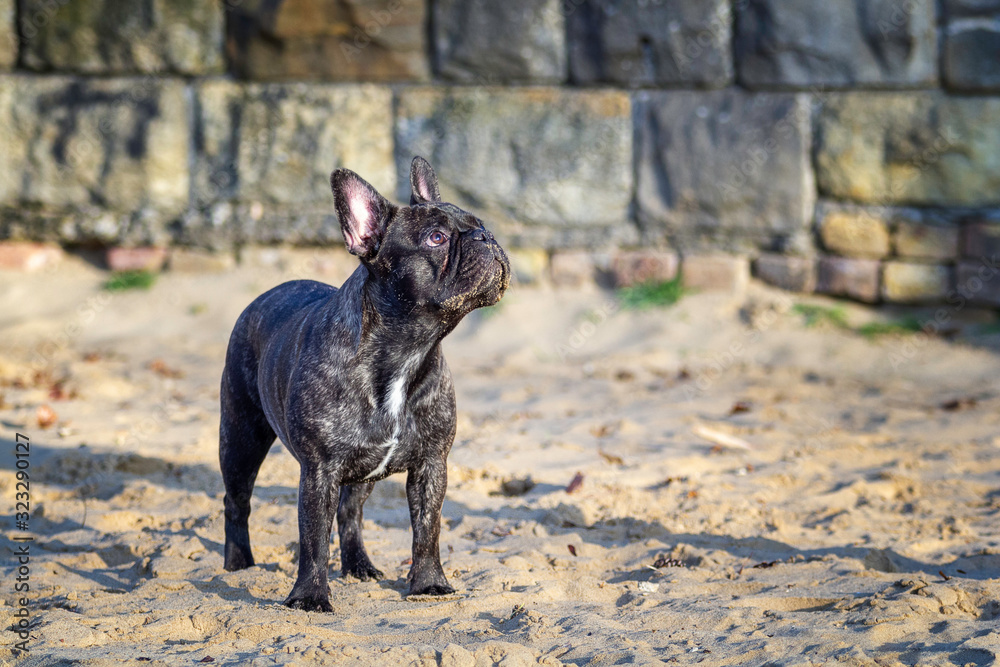 French bulldog at Berlin's Müggelsee!