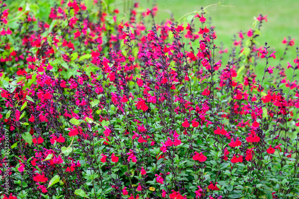 Large evergreen shrub of red Salvia microphylla Hot Lips flowers, commonly known as the baby sage, Graham's or blackcurrant sage, and green leaves in a garden in a sunny summer day
