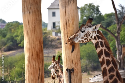 Photography Giraffe licking the wooden column