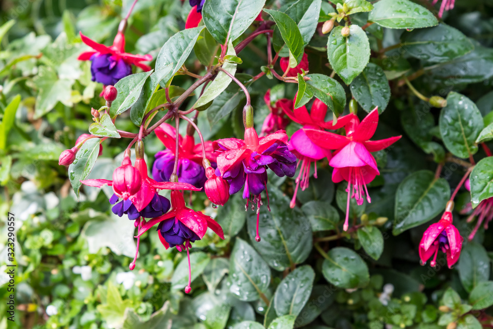 Delicate pink and purple fuchsia flowers in a garden pot on a sunny summer day, beautiful outdoor floral background photographed with soft focus