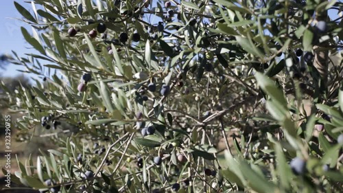 Wallpaper Mural Black olives on tree branches in grove Torontodigital.ca