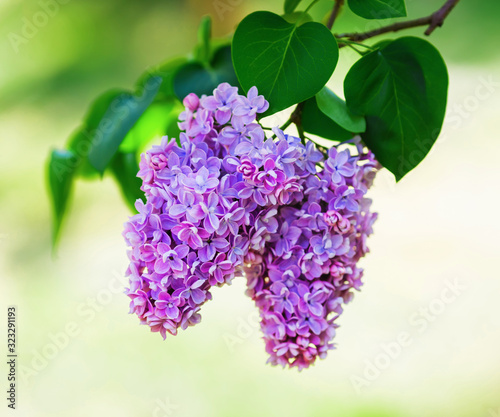 Photo Blossoming lilac branch and green leaves