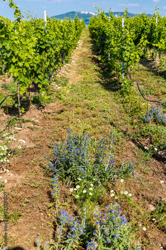 Naklejka premium Vineyards, Palava region, South Moravia, Czech Republic