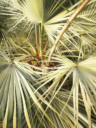palma nata in giardino : in primo piano palma con foglie, rami e fusto